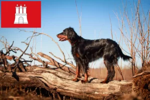 Scopri di più sull'articolo Allevatori di Setter Gordon e cuccioli a Amburgo