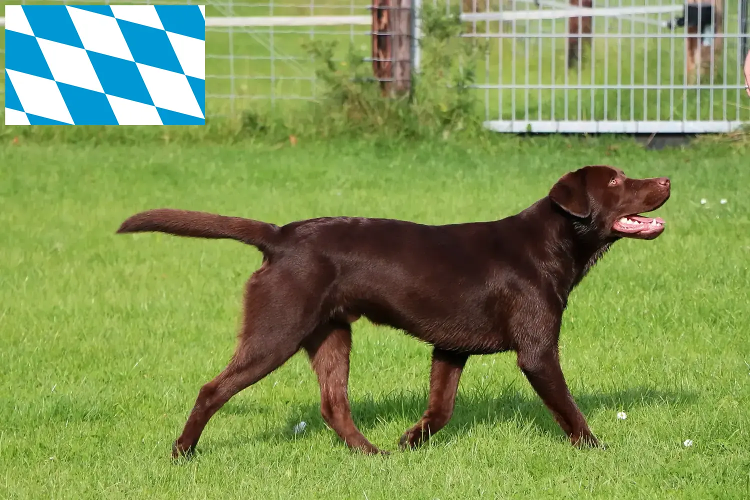 Scopri di più sull'articolo Allevatori di Labrador e cuccioli in Baviera