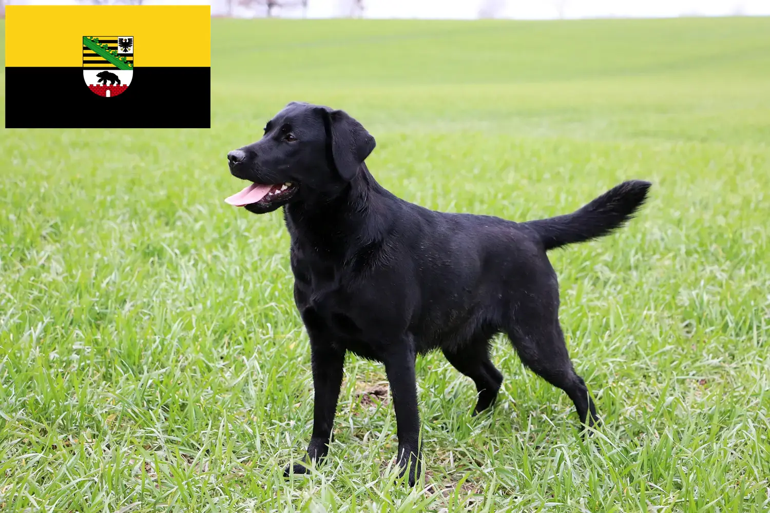 Scopri di più sull'articolo Allevatori e cuccioli di Labrador in Sassonia-Anhalt