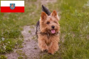 Scopri di più sull'articolo Allevatori di Norwich Terrier e cuccioli in Turingia