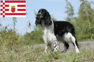 Scopri di più sull'articolo Allevatore di Springer Spaniel Inglese e cuccioli a Brema