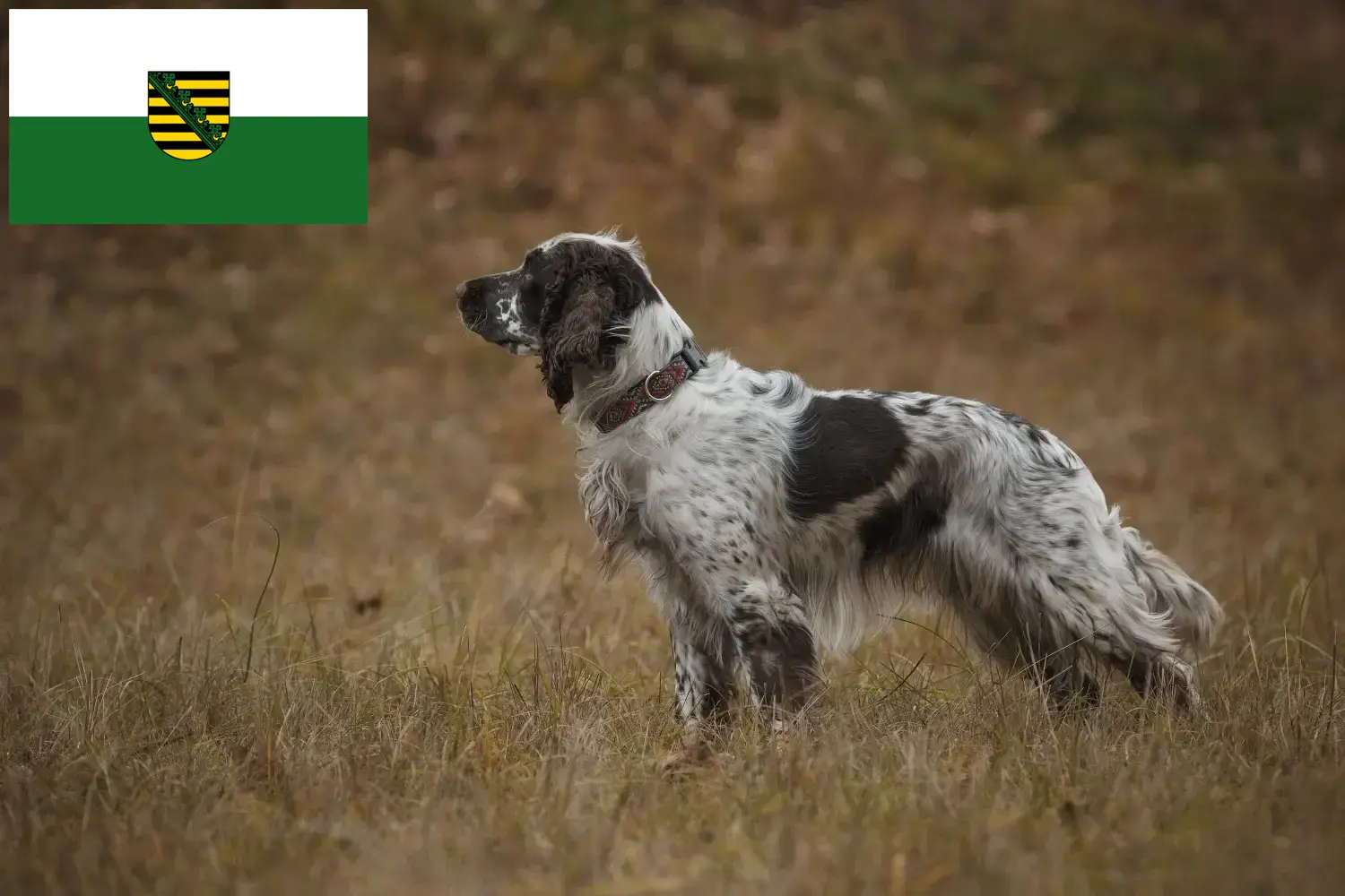 Scopri di più sull'articolo Allevatori di Springer Spaniel Inglese e cuccioli in Sassonia