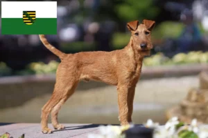 Scopri di più sull'articolo Allevatori di Irish Terrier e cuccioli in Sassonia