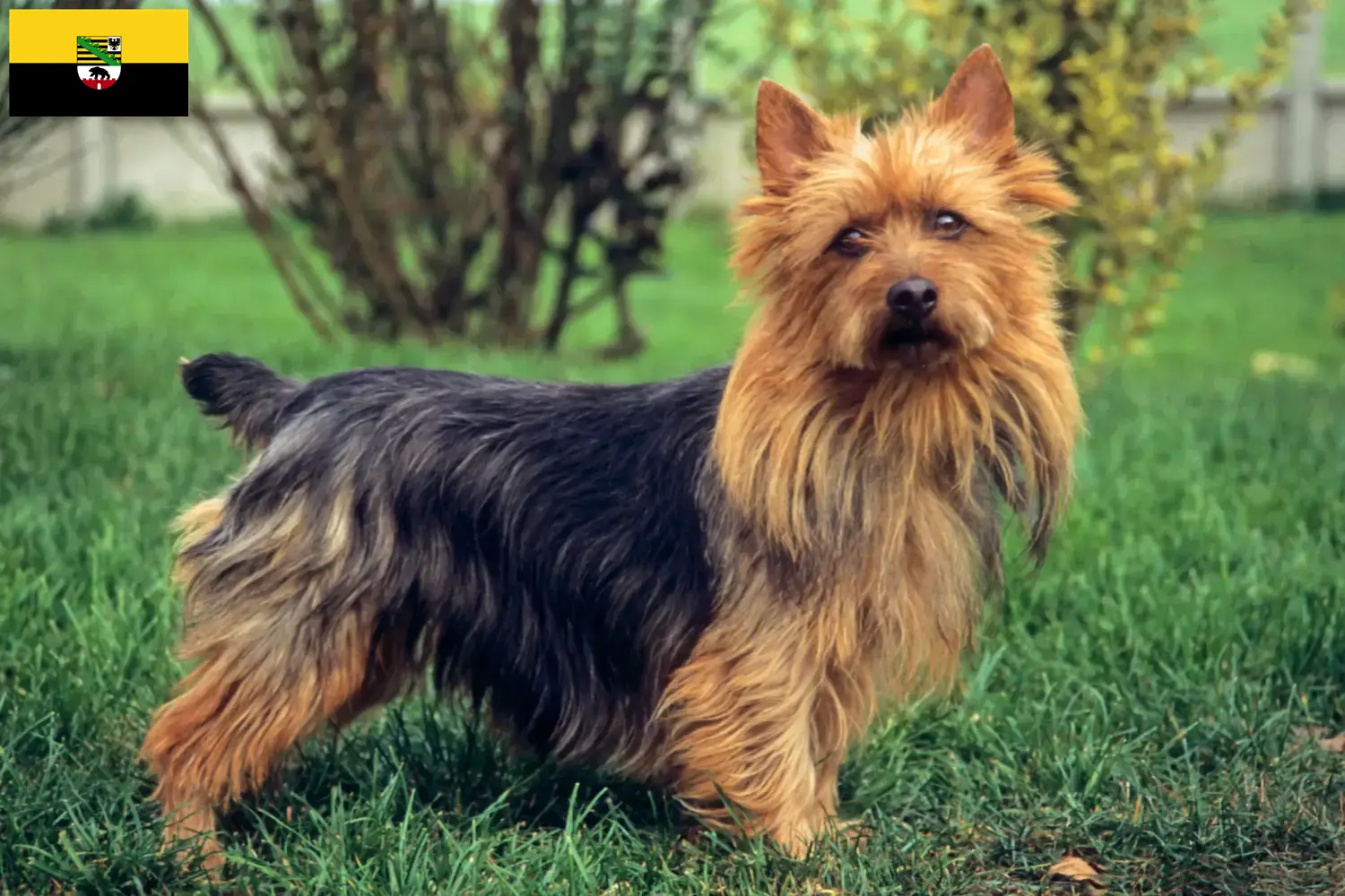 Scopri di più sull'articolo Allevatori di Australian Terrier e cuccioli in Sassonia-Anhalt