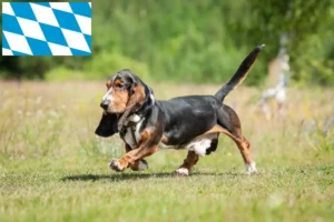 Scopri di più sull'articolo Allevatori di Basset Hound e cuccioli in Baviera