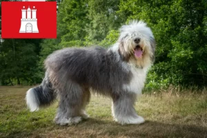 Scopri di più sull'articolo Allevatori di Bobtail e cuccioli a Amburgo