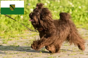 Scopri di più sull'articolo Allevatori di Bolonka Zwetna e cuccioli in Sassonia