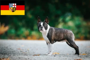 Scopri di più sull'articolo Allevatori di Boston Terrier e cuccioli in Saarland