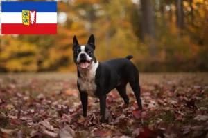 Scopri di più sull'articolo Allevatori di Boston Terrier e cuccioli in Schleswig-Holstein