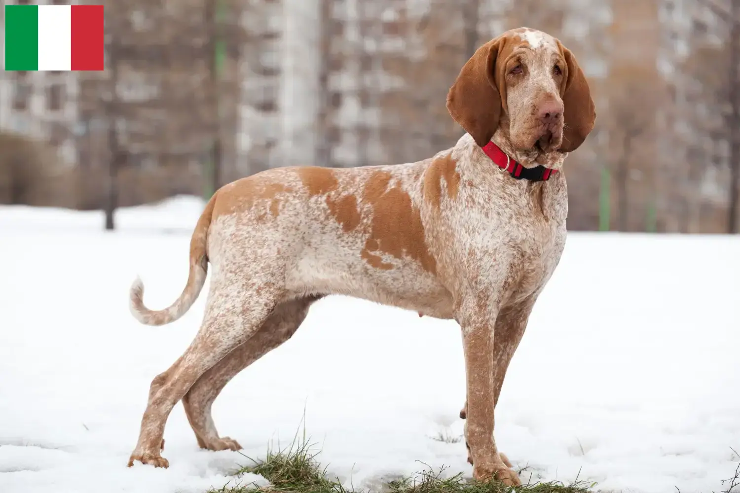 Scopri di più sull'articolo Allevatori di Bracco Italiano e cuccioli in Italia