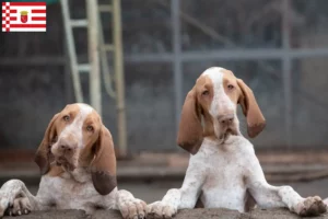 Scopri di più sull'articolo Allevatori di Bracco Italiano e cuccioli a Brema