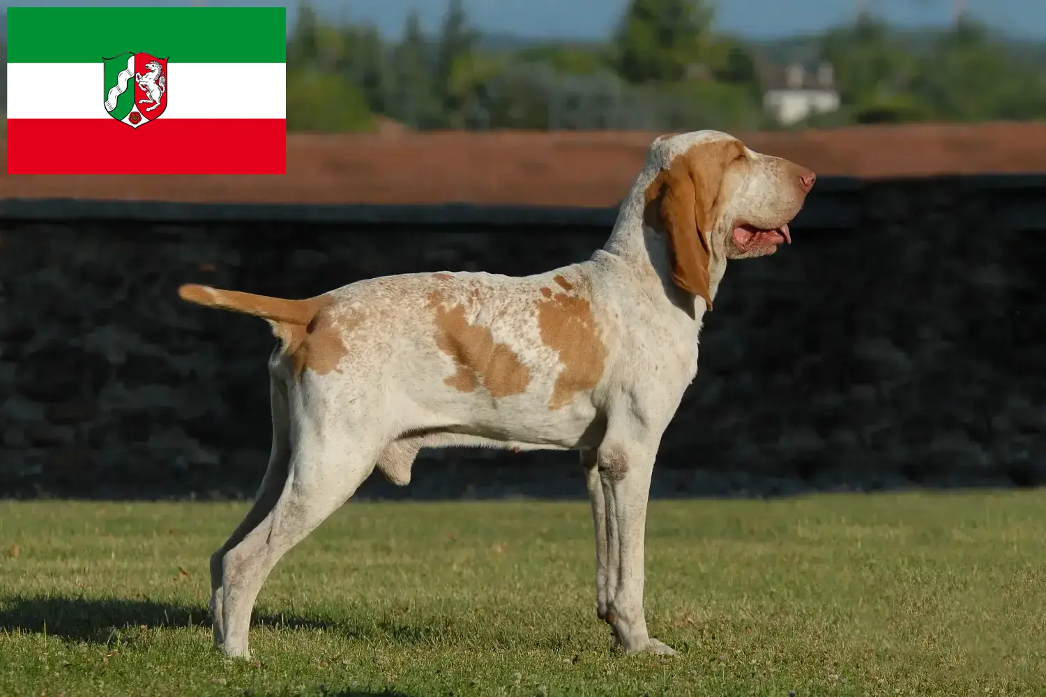 Scopri di più sull'articolo Allevatori di Bracco Italiano e cuccioli in Nord Reno-Westfalia