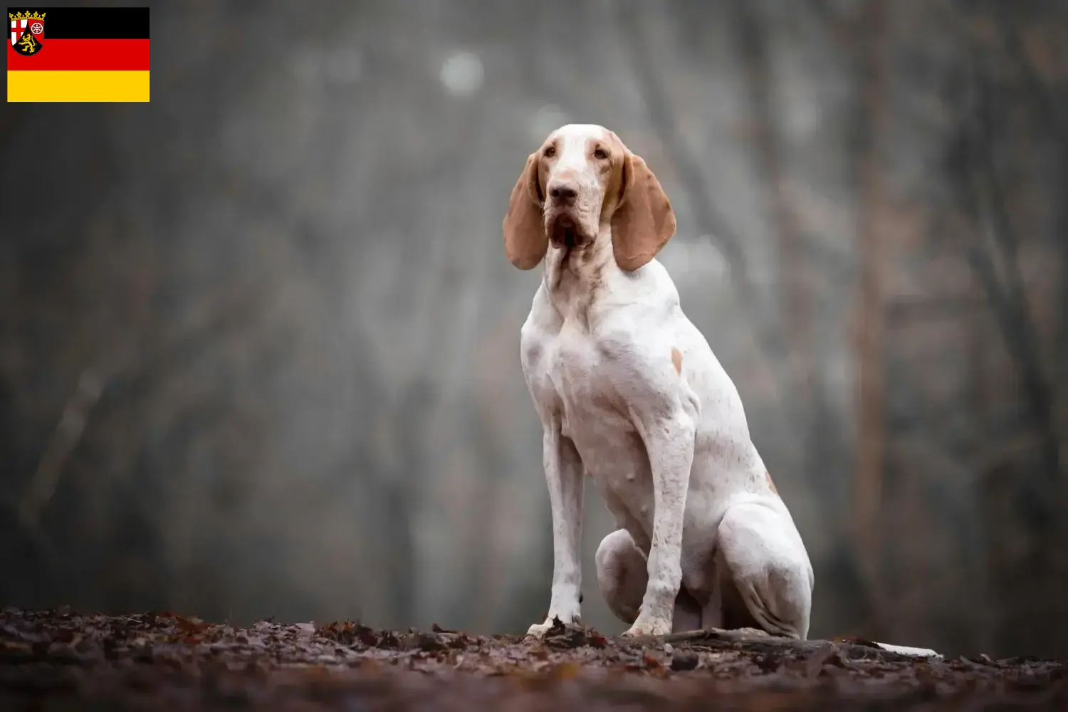 Scopri di più sull'articolo Allevatori di Bracco Italiano e cuccioli in Renania-Palatinato