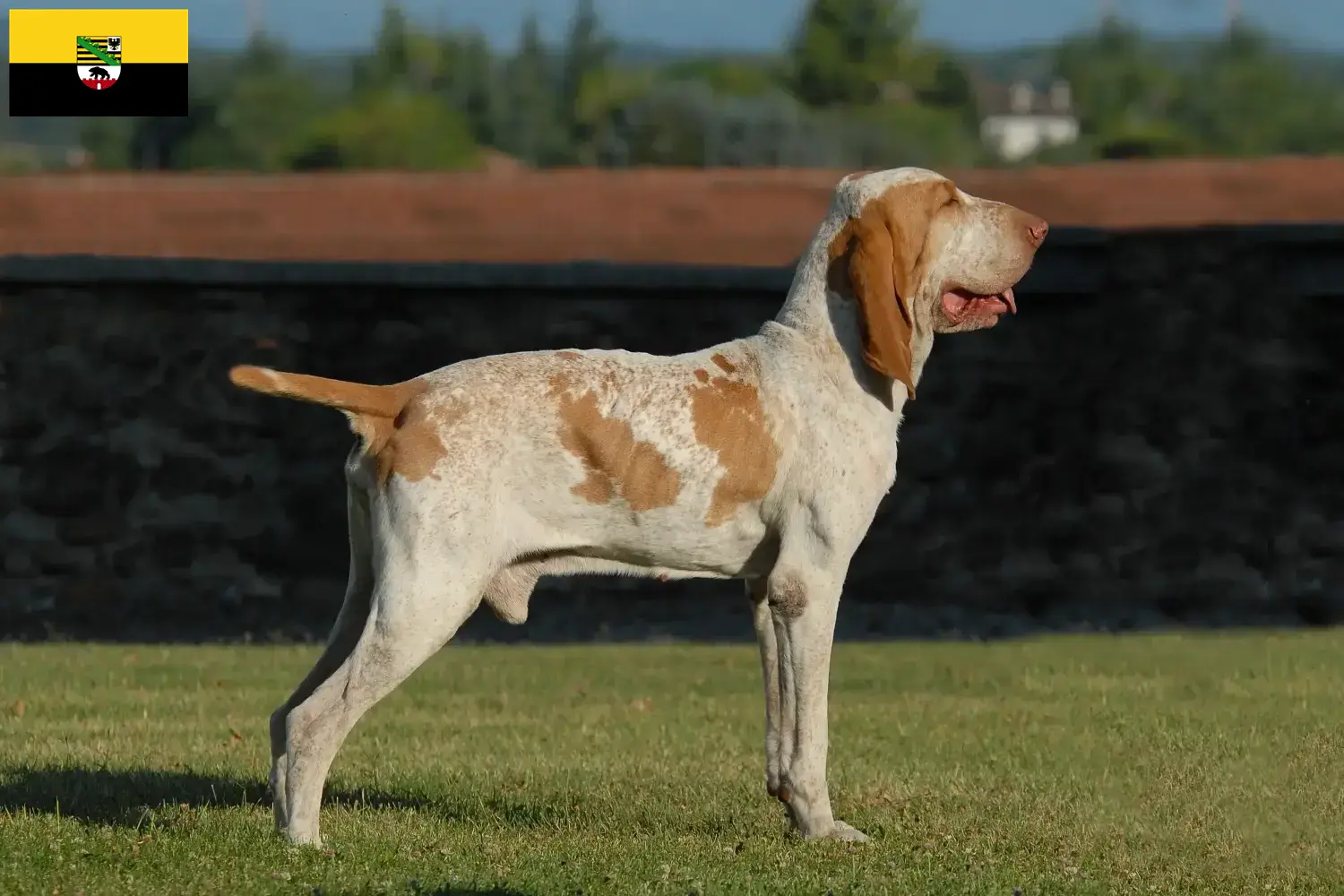 Scopri di più sull'articolo Allevatori e cuccioli di Bracco Italiano in Sassonia-Anhalt