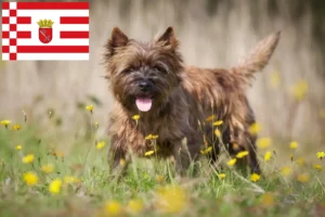 Scopri di più sull'articolo Allevatori di Cairn Terrier e cuccioli a Brema