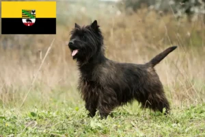 Scopri di più sull'articolo Allevatori di Cairn Terrier e cuccioli in Sassonia-Anhalt