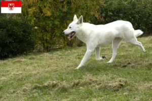 Scopri di più sull'articolo Canaan Allevatore di cani e cuccioli a Brandeburgo