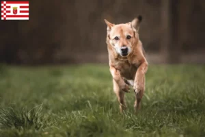 Scopri di più sull'articolo Allevatore di cani Canaan e cuccioli a Brema