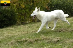 Scopri di più sull'articolo Allevatori di cani e cuccioli di Canaan in Sassonia-Anhalt