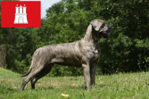 Scopri di più sull'articolo Allevatori di Cane Corso Italiano e cuccioli a Amburgo