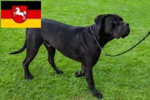 Scopri di più sull'articolo Allevatori di Cane Corso Italiano e cuccioli in Bassa Sassonia