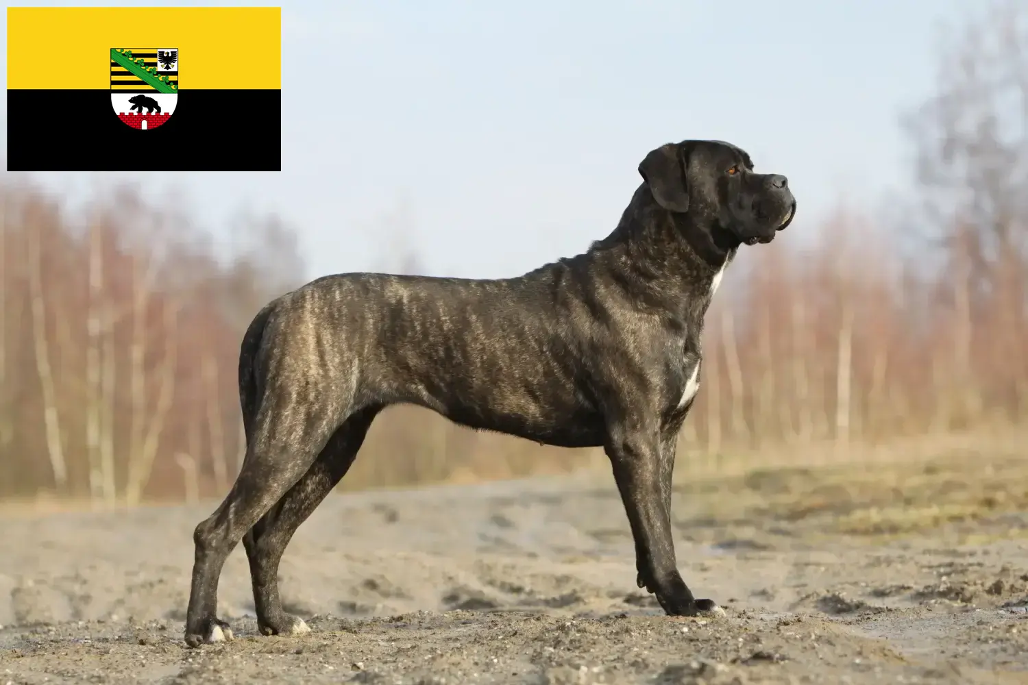 Scopri di più sull'articolo Allevatori di Cane Corso Italiano e cuccioli in Sassonia-Anhalt