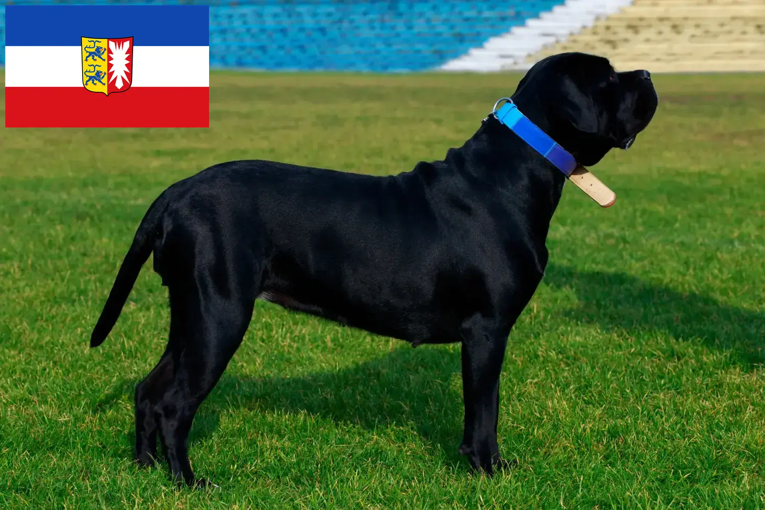 Scopri di più sull'articolo Allevatori di Cane Corso Italiano e cuccioli in Schleswig-Holstein