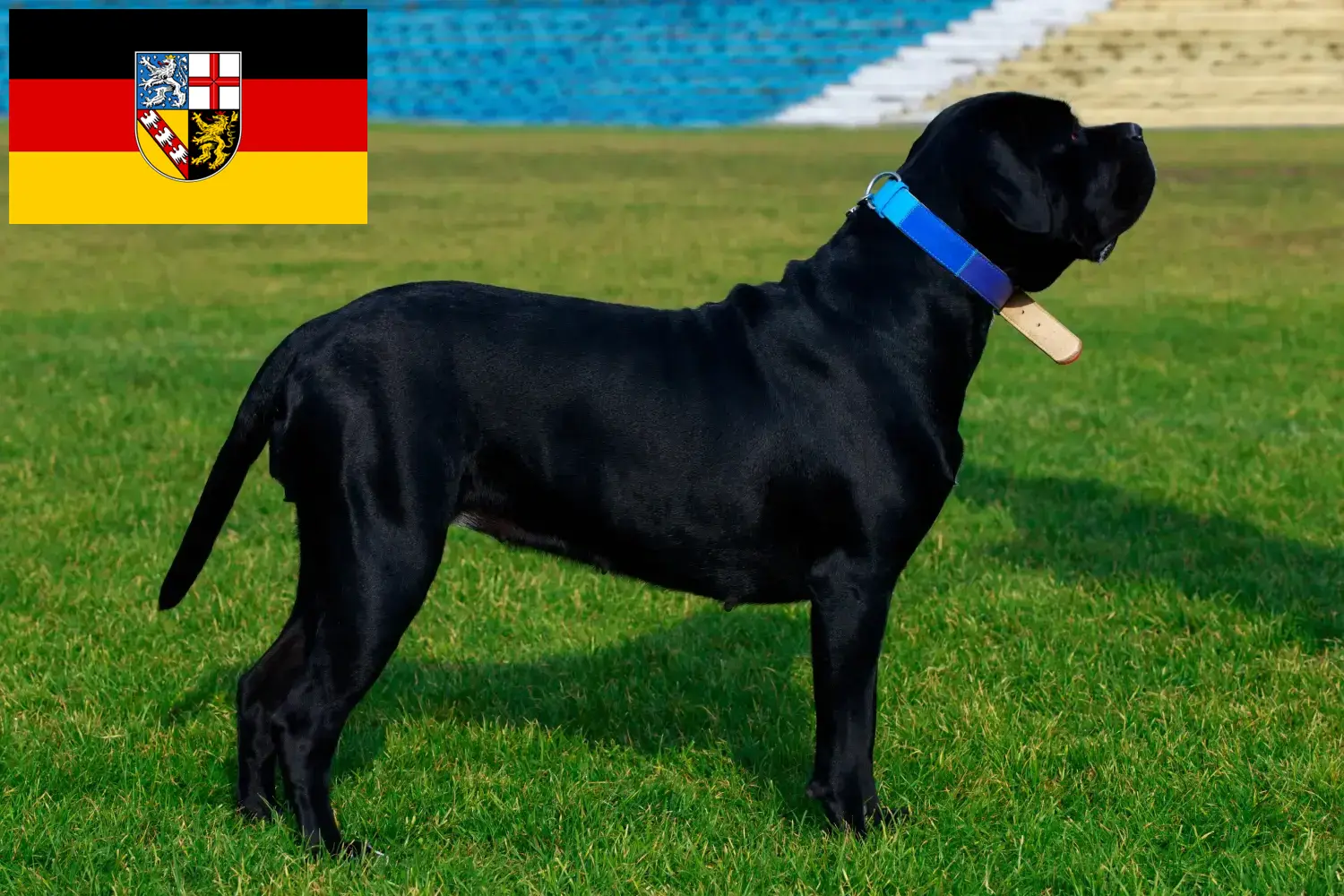 Scopri di più sull'articolo Allevatori di Cane Corso Italiano e cuccioli in Saarland