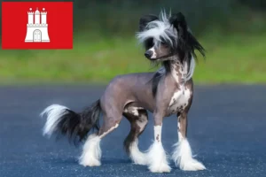 Scopri di più sull'articolo Allevatore di cani Chinese Crested e cuccioli ad Amburgo