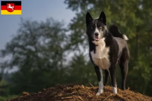 Scopri di più sull'articolo Allevatori di cani da orso careliano e cuccioli in Bassa Sassonia