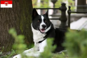 Scopri di più sull'articolo Allevatori di cani orso careliano e cuccioli a Brandeburgo