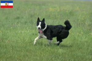 Scopri di più sull'articolo Allevatori di cani e cuccioli di orso careliano in Schleswig-Holstein