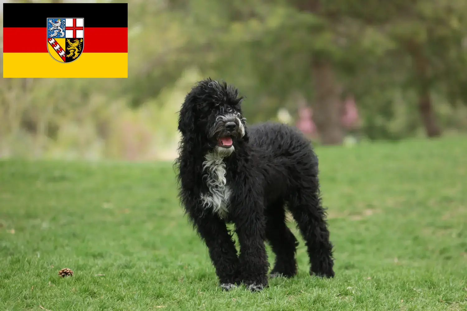 Scopri di più sull'articolo Allevatori di Cão de Agua português e cuccioli in Saarland