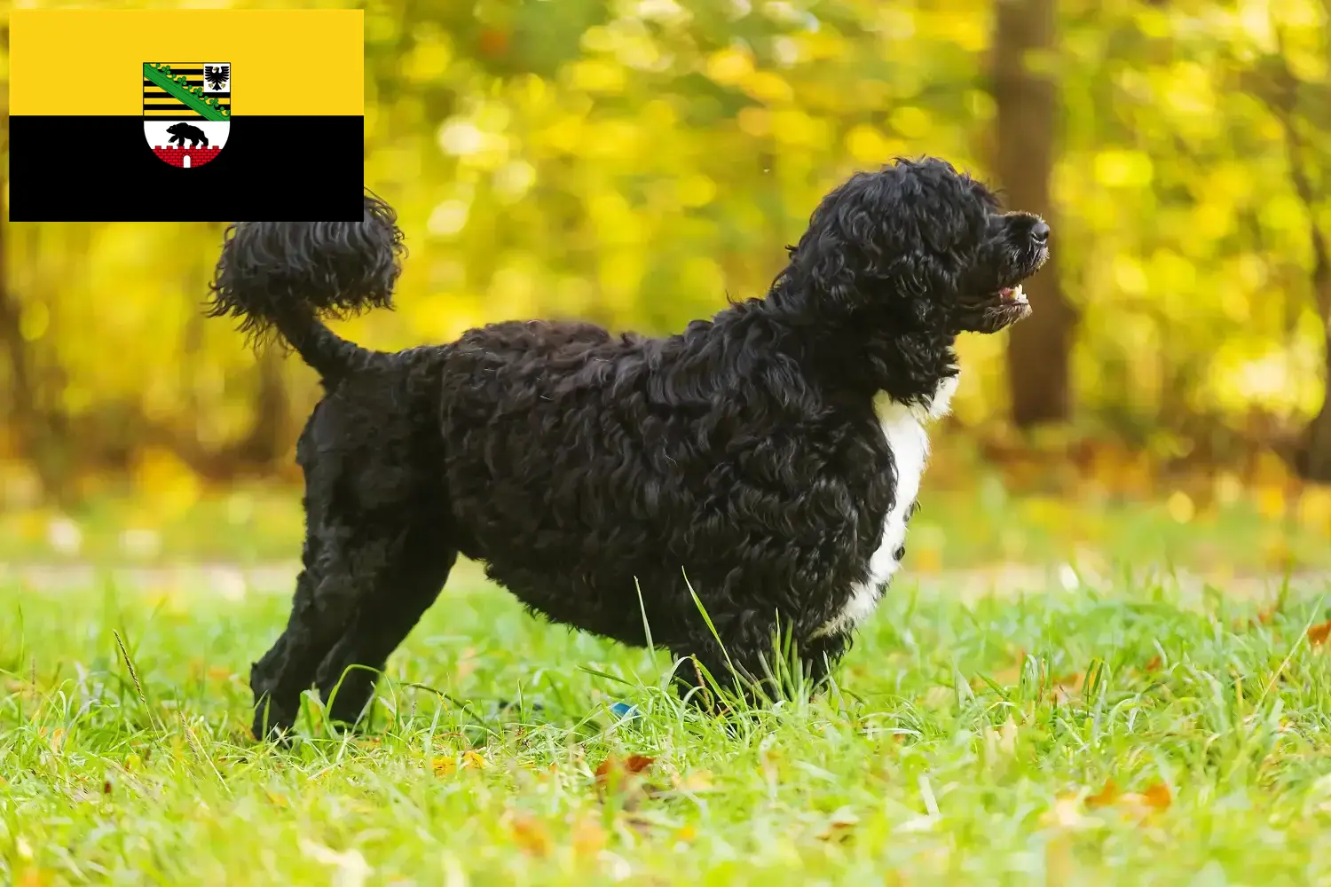 Scopri di più sull'articolo Allevatori di Cão de Agua português e cuccioli in Sassonia-Anhalt