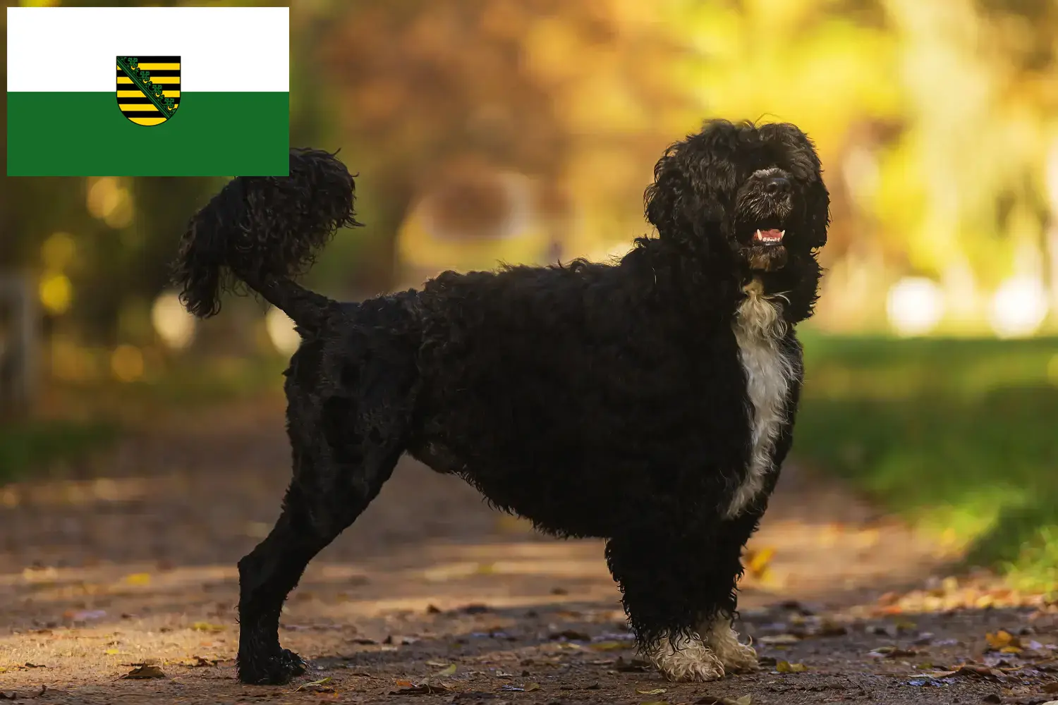 Scopri di più sull'articolo Allevatori di Cão de Agua português e cuccioli in Sassonia