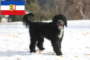 Scopri di più sull'articolo Allevatori di Cão de Agua português e cuccioli in Schleswig-Holstein