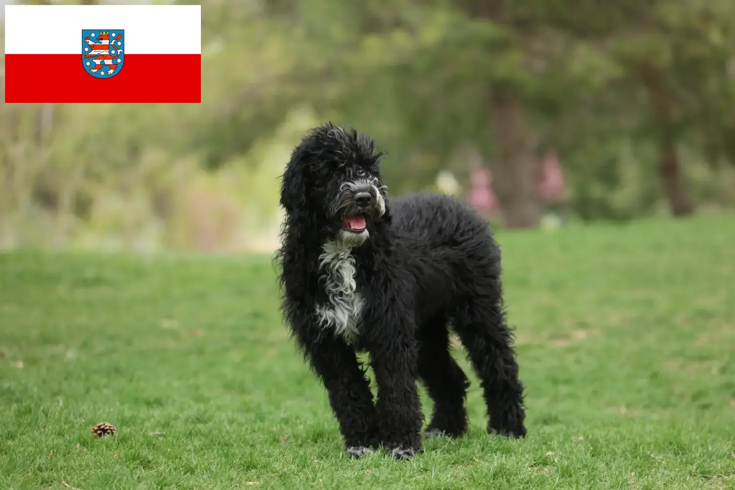 Scopri di più sull'articolo Allevatori di Cão de Agua português e cuccioli in Turingia