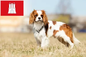 Scopri di più sull'articolo Allevatori di Cavalier King Charles Spaniel e cuccioli a Amburgo