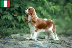 Scopri di più sull'articolo Allevatori di Cavalier King Charles Spaniel e cuccioli in Italia