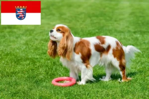 Scopri di più sull'articolo Allevatori di Cavalier King Charles Spaniel e cuccioli a Hessen