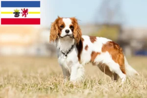 Scopri di più sull'articolo Allevatori di Cavalier King Charles Spaniel e cuccioli in Mecklenburg-Vorpommern