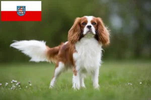 Scopri di più sull'articolo Allevatori di Cavalier King Charles Spaniel e cuccioli in Turingia