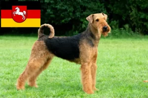 Scopri di più sull'articolo Allevatori di Airedale Terrier e cuccioli in Bassa Sassonia