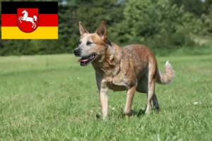 Scopri di più sull'articolo Allevatori e cuccioli di Australian Cattle Dog in Bassa Sassonia