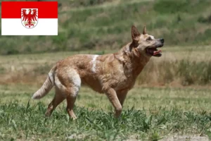 Scopri di più sull'articolo Allevatori di Australian Cattle Dog e cuccioli a Brandenburg