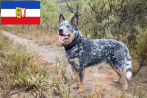 Scopri di più sull'articolo Allevatori e cuccioli di Australian Cattle Dog in Schleswig-Holstein