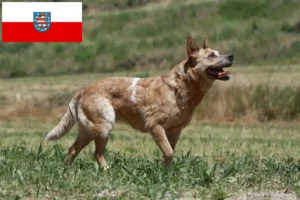 Scopri di più sull'articolo Allevatori e cuccioli di Australian Cattle Dog in Turingia