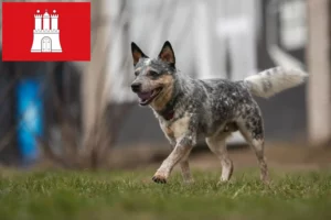 Scopri di più sull'articolo Allevatori di Australian Cattle Dog e cuccioli a Amburgo