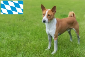 Scopri di più sull'articolo Allevatori di Basenji e cuccioli in Baviera