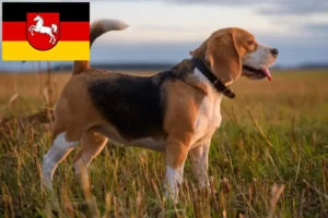 Scopri di più sull'articolo Allevatori di Beagle e cuccioli in Bassa Sassonia